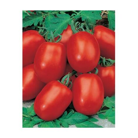 TOMATE ROMA VF - 1 G - GRAINES DE LEGUMES