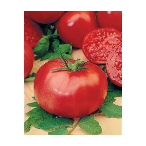 TOMATE ROSE DE BERNE - 0.5 G  - GRAINES DE LEGUMES