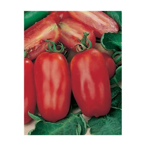 TOMATE SCATOLONE - 0,5 G  - GRAINES DE LEGUMES