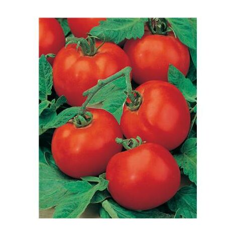 TOMATE ST PIERRE - 1 G - GRAINES DE LEGUMES