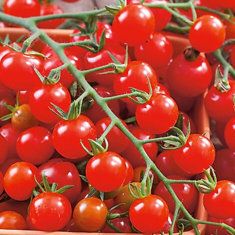 TOMATE SWEETBABY - 0.05 G - GRAINES DE LEGUMES