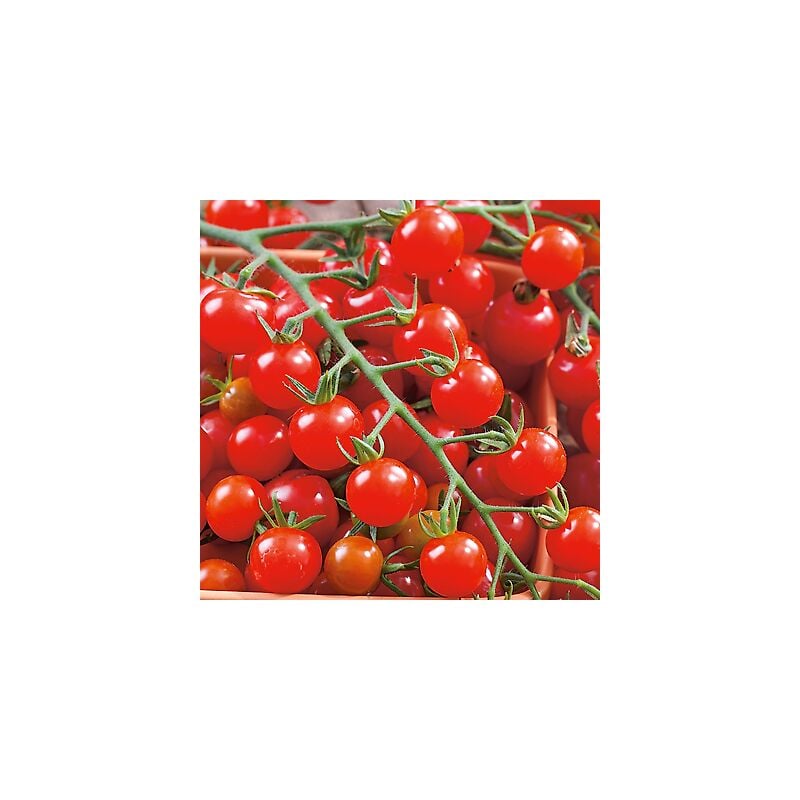 Tomate Sweetbaby - 0.05 G - Graines De Legumes