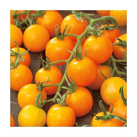 TOMATE YELLOW PEARSHAPED - 0.5 G - GRAINES DE LEGUMES