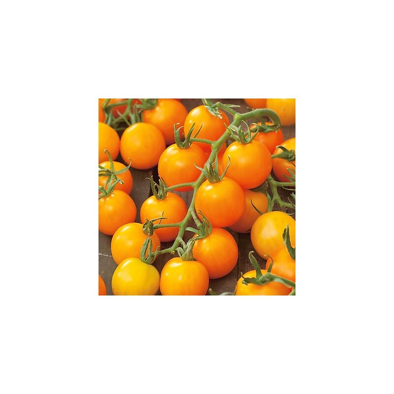Tomate Yellow Pearshaped - 0.5 G - Graines De Legumes