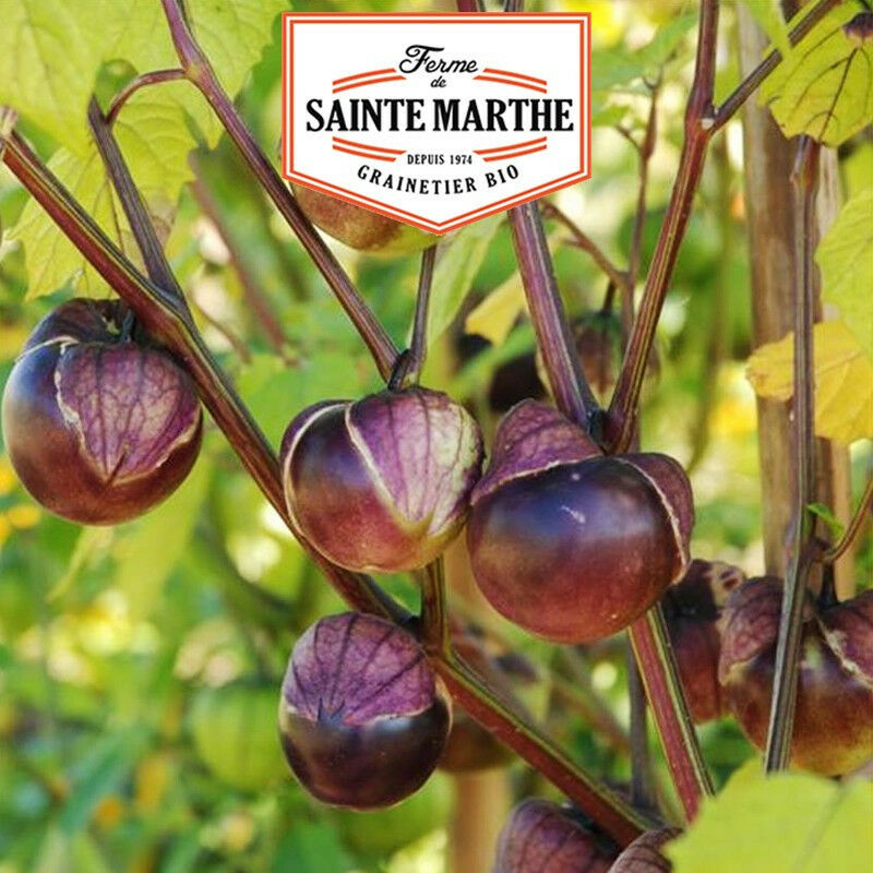 La Ferme Sainte Marthe - Tomatillo Violet 50 graines