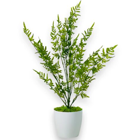 Topfblume - Farn, grüner Topffarn 75 cm