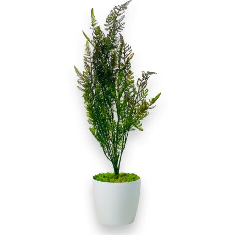 Topfblume - Zypresse, Topf-Thuja grün-braun 75 cm