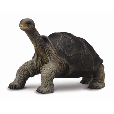 Tortuga de la Isla Pinta