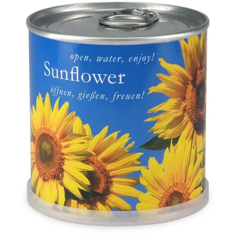 Tournesol à faire pousser en boite