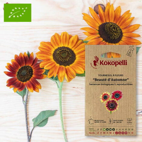 Tournesol à Fleurs Beauté d'Automne
