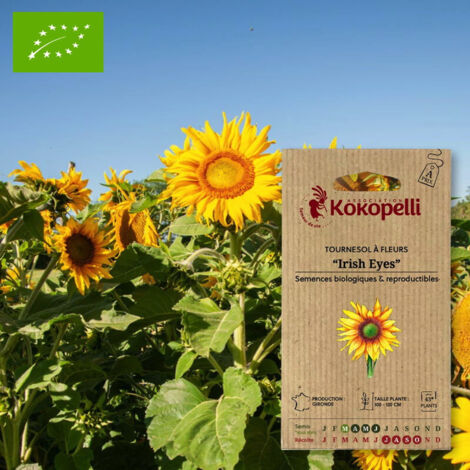 Tournesol à Fleurs Irish Eyes