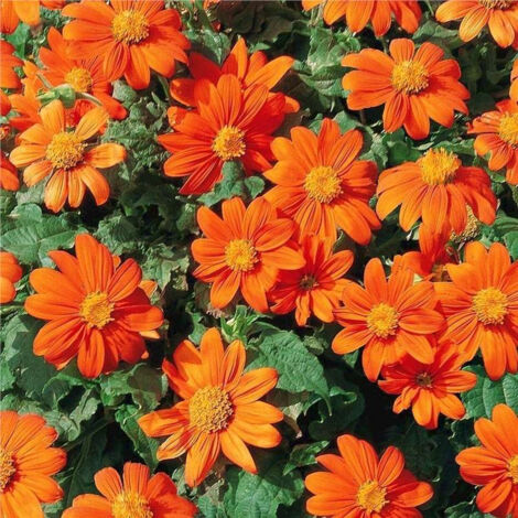Tournesol mexicain (rouge) – 300 graines à semer – Saison de croissance 2026
