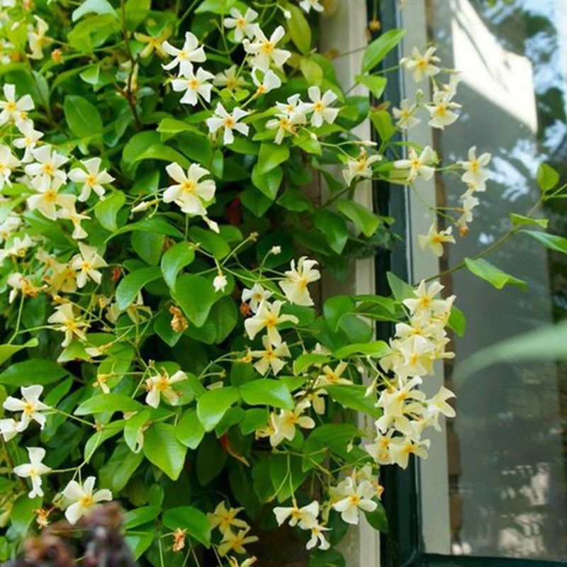 

Trachelospermum Jasminoides | Jazmín De Leche