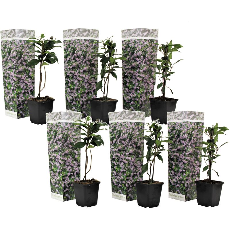 Plant In A Box - Jasmin de Toscane - Set de 6 - Rose - Pot 9cm - Hauteur 25-40cm - Rose