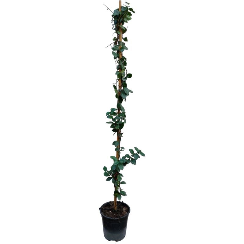 Trachelospermum jasminoides 'Étoile de Toscane' - Pot 17cm - Hauteur 110-120cm - Jaune
