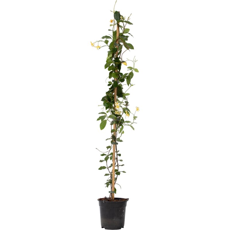 Trachelospermum jasminoides 'Étoile de Toscane' - Pot 17cm - Hauteur 110-120cm - Jaune