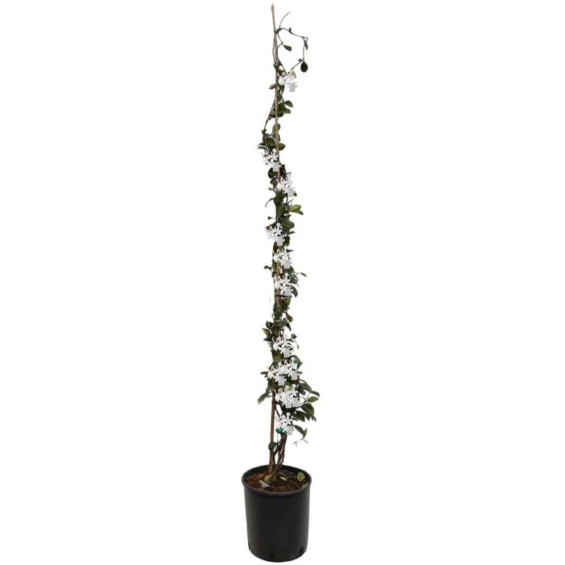 Plant In A Box - Jasmin xl - Plante grimpante - Pot 17cm - Hauteur 110-120cm - Blanc