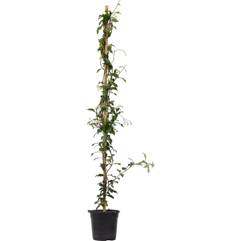 Plant In A Box - Jasmin étoilé - Trachelospermum jasminoides - Hauteur 110-120cm - ⌀17cm