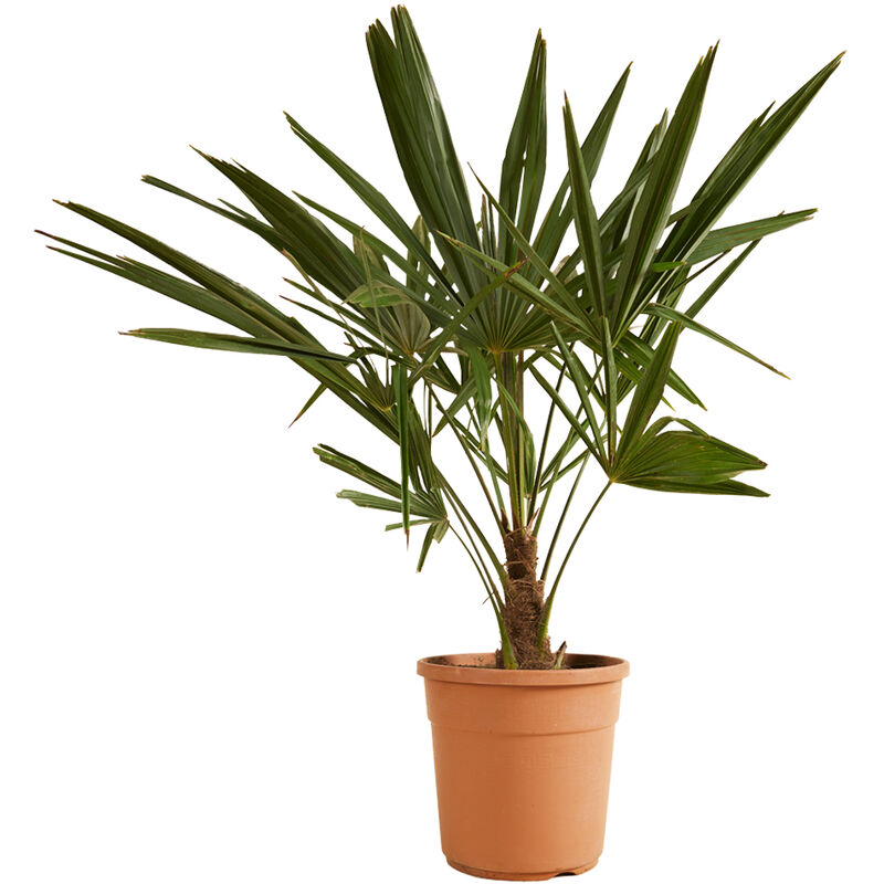 Bloomique - Trachycarpus Fortunei - Palmier chinois - Palmier - Rustique – ⌀24 cm - ↕70-80 cm - Green