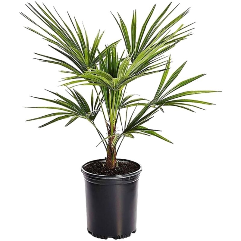 Plant In A Box - Trachycarpus Fortunei - Palmier éventail - Pot 15cm - Hauteur 35-45cm - Vert