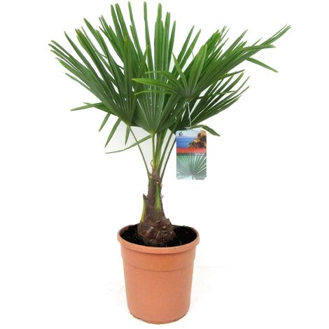 Trachycarpus Fortunei - Palmier éventail - Pot 21cm - Hauteur 65-75cm
