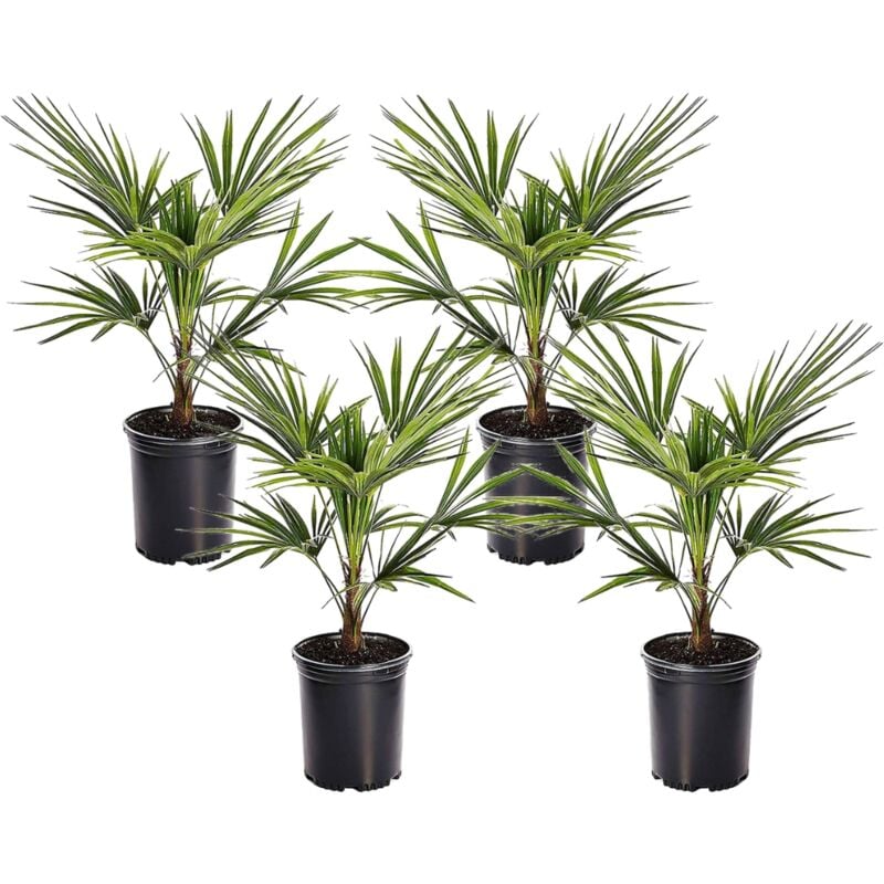 Plant In A Box - Trachycarpus Fortunei - Set de 4 - Palmier éventail - Pot 15cm - Hauteur 35-45cm - Vert