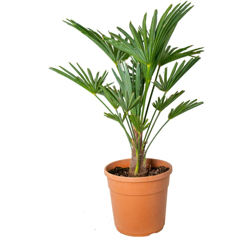 Trachycarpus Wagnerianus P24H65