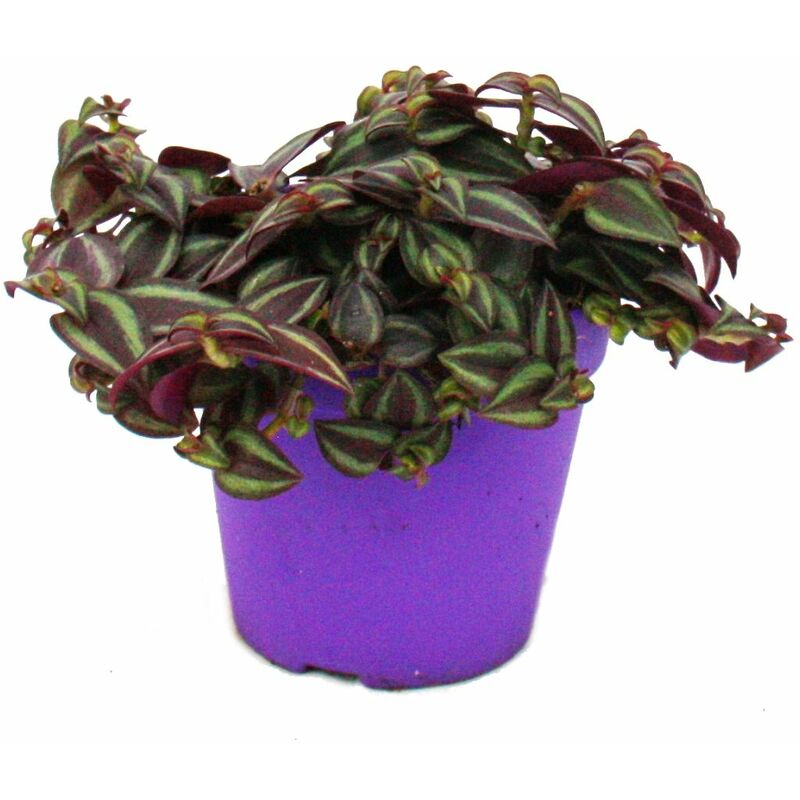 Tradescantia Purple Passion - Fleur trois-maîtres à feuilles violettes - pot de 12cm