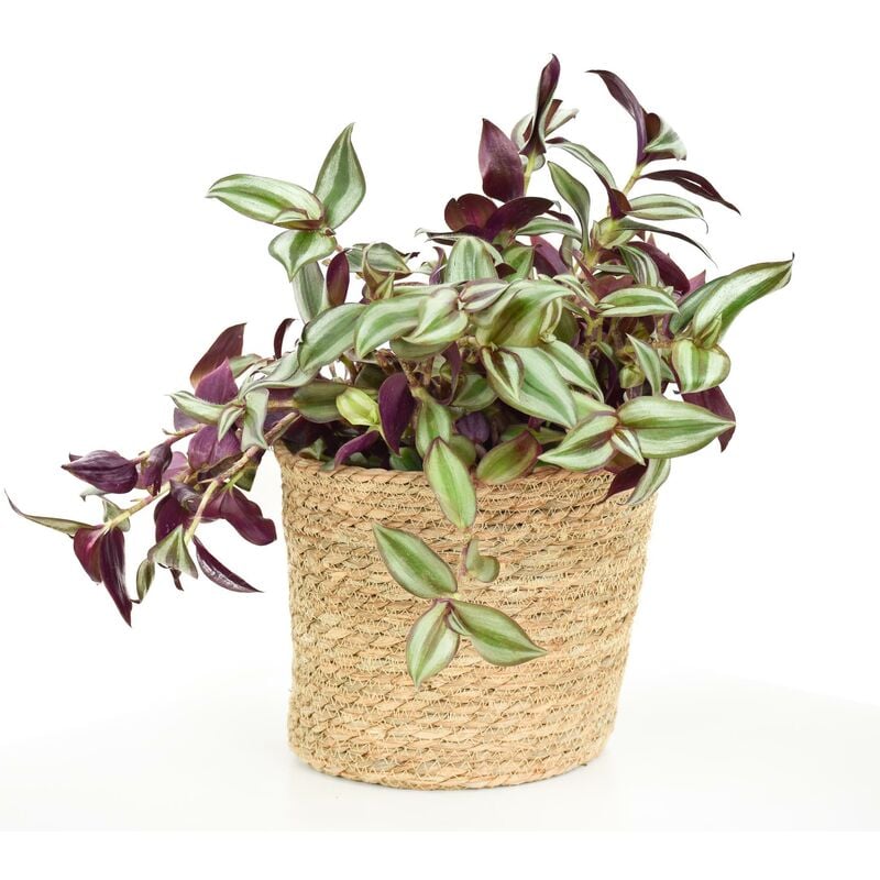 

Tradescantia Zebrina