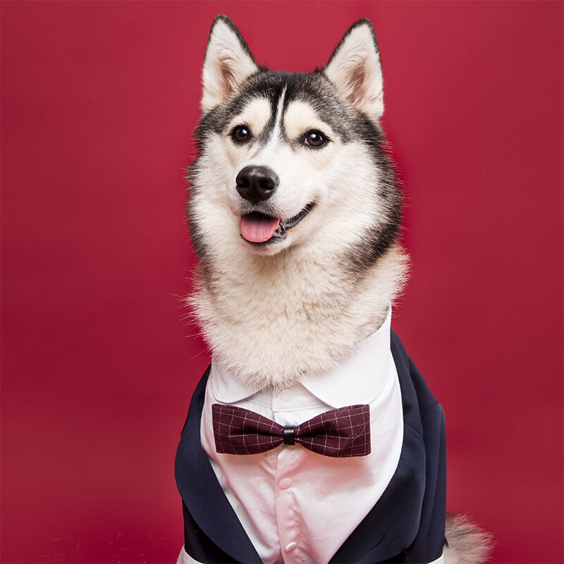 Traje para vestido para perros esmoquin boda Corgi Shiba Inu traje para perros perros grandes azul marino, circunferencia ⋆ petmascotas.es