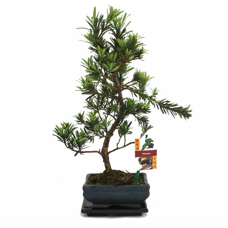 Exotenherz - Tranche de pierre de bonsaï - Podocarpus macrophyllus - environ 6 ans