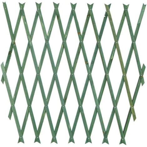 Translation Estensible Network In Related Legno