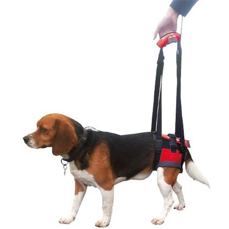 Transportador - Arnés de mano para perros con parálisis en patas delanteras o traseras HANDY CANIS Talla M