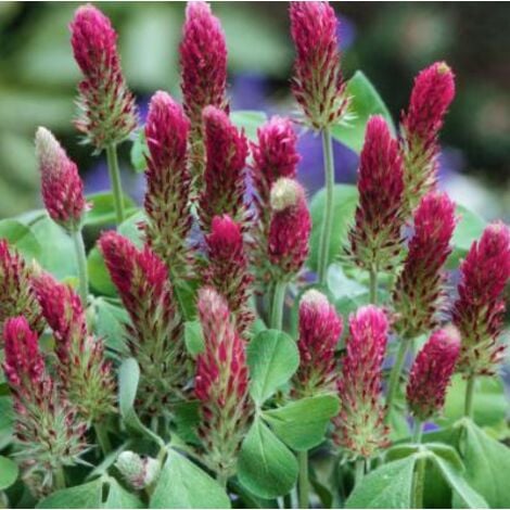 FABRE GRAINES TREFLE INCARNAT DIOGENE - 1 KG - GRAINES FOURRAGERES