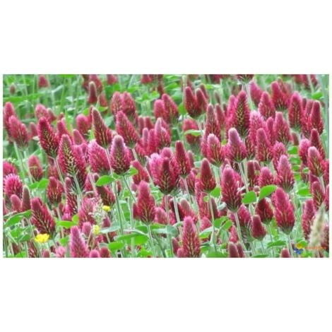 Trèfle Incarnat Engrais vert 500gr Vilmorin - 200m2