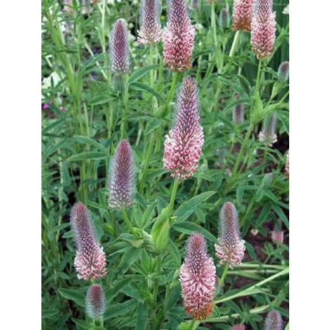 Trèfle incarnat 'Peachy Pink' Godet de 8/9 cm