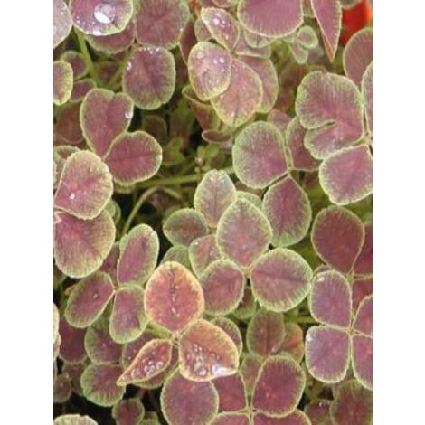 Trèfle incarnat 'Pentaphyllum' Godet de 8/9 cm