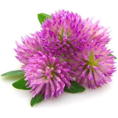 Trèfle Rouge Semences 500g (15–20 m²) – Enrobées et Inoculées – Haute Germination – Fixation d’Azote et Sol