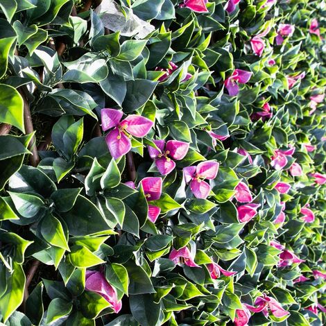 Treillis Bois Jardin Extensible Feuille de Bougainvilliers MGS