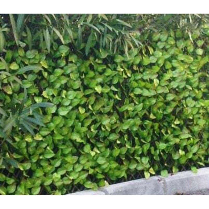 Treillis feuilles de rosier - h 1 mètre, Long 2 m