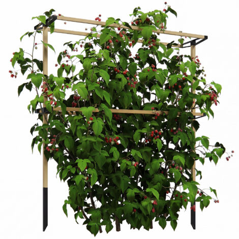 Treillis métallique extensible pour baies : framboises, mûres et myrtilles – Support de jardin durable