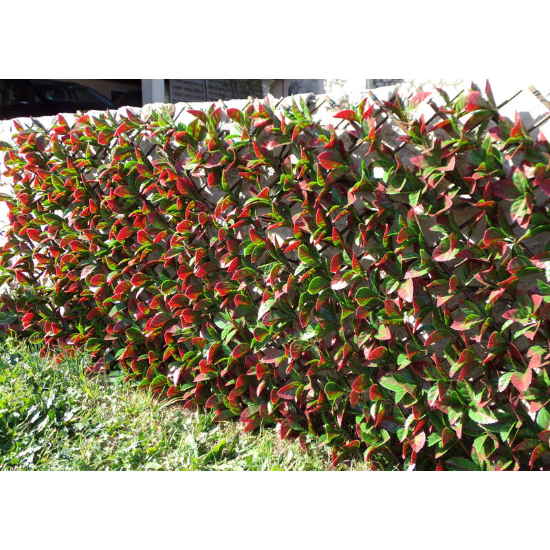 Treillis osier feuilles laurier rouge 1m x 2m
