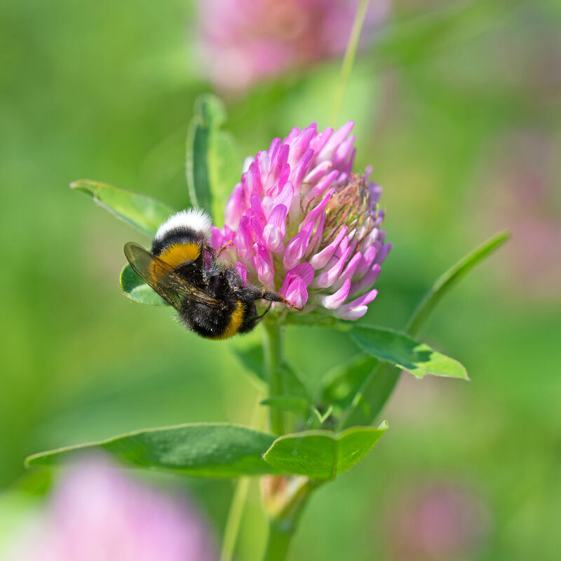 Trèfle rouge (Trifolium pratense) 10 kg Trèfle Légumineuses Trèfle des prés Production fourragère