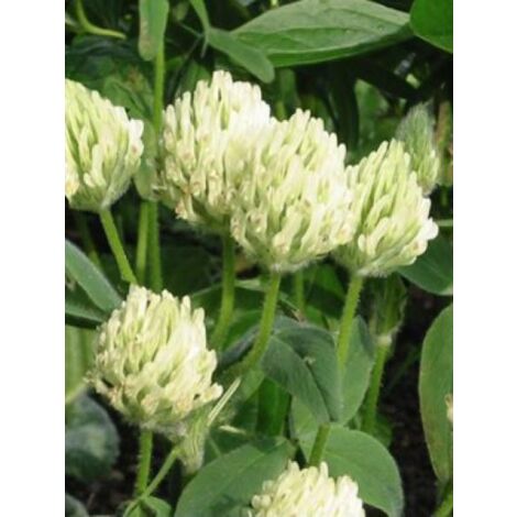 Trifolium ochroleucum Godet de 8/9 cm