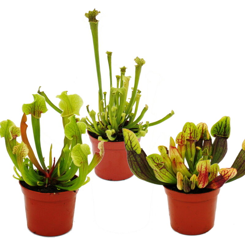 Trio de plantes tubulaires - 3 plantes Sarracenia différentes dans un set - plantes carnivores - pot de 9cm