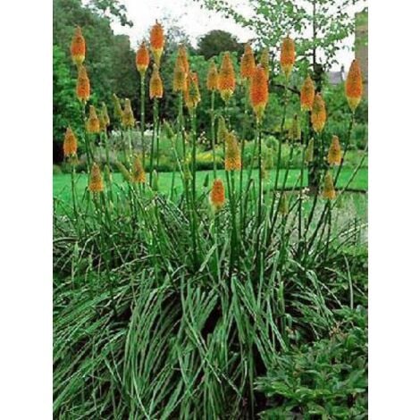 LE JARDIN DU PIC VERT Tritoma uvaria Godet de 8/9 cm