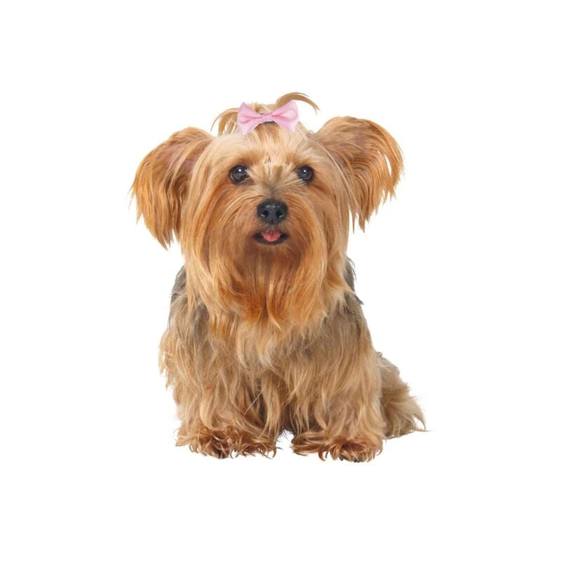 

Set de Lazos Pelo, 2 Uds. de 4 y 5,5 cm, 6 Uds. - Trixie