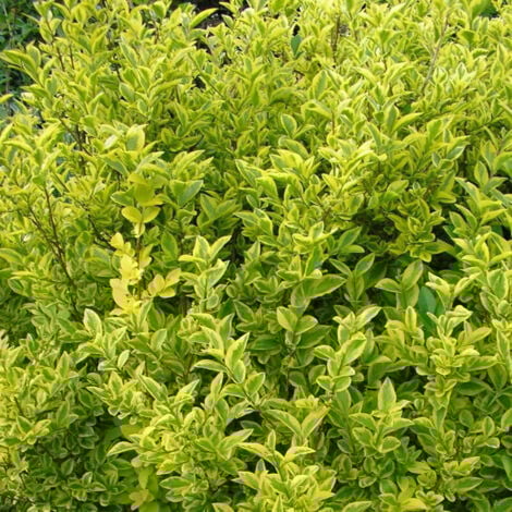 Troène de Californie Aureum/Pot de 4L