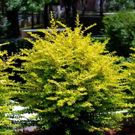Troène de Chine (Ligustrum Sinense)