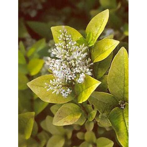 Troène doré Pot de 2L/3L